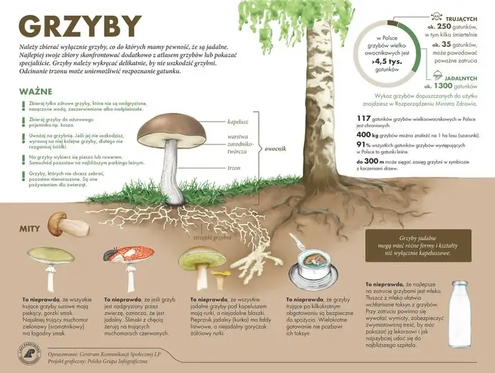 Szał grzybów trwa! Przypominamy zasady bezpiecznego grzybobrania