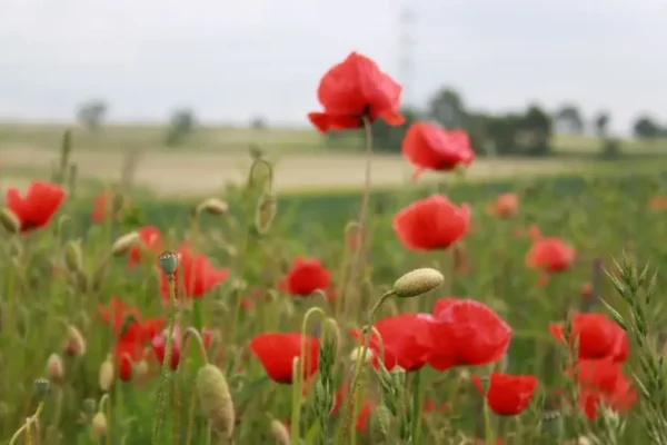 Dożynki Gminne w Skibnie już 5 września – święto plonów z gwiazdami wieczoru