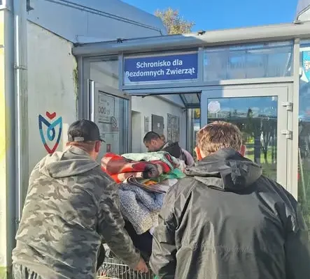 Koszalin: wizyta w schronisku „Leśny Zakątek” przed Dniem Kundelka