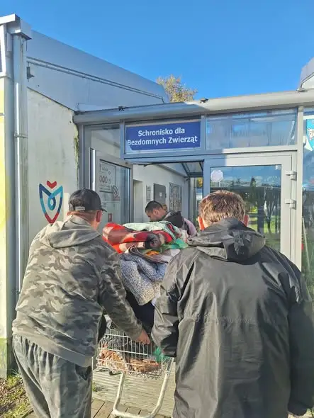 Koszalin: wizyta w schronisku „Leśny Zakątek” przed Dniem Kundelka